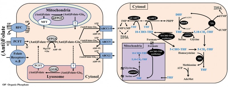 Homeostasis and metabolism of folates